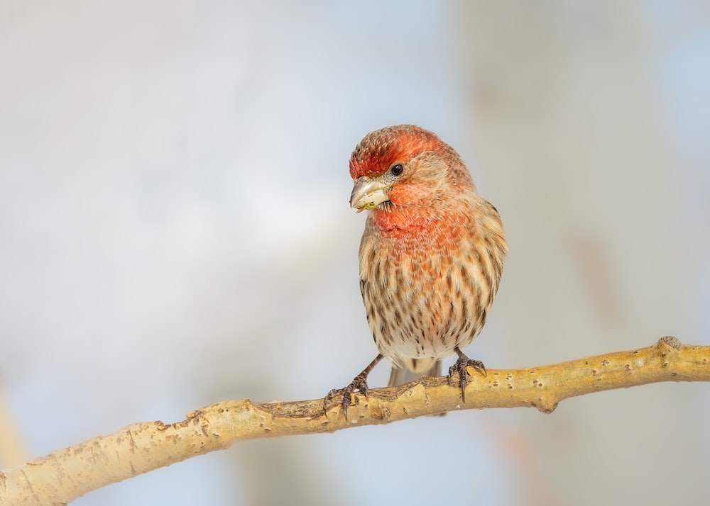 a small bird perched on a tree branch