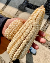 A hand holding two ears of white corn with a rough, stone-paved background. The kernels are large and tightly packed, and sunlight highlights the texture of the corn.