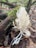 A cluster of white coral-like fungi grows from the forest floor, surrounded by brown fallen leaves and a piece of wood covered in green moss. The fungi have a branching structure with smooth, elongated arms.