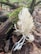 A cluster of white coral-like fungi grows from the forest floor, surrounded by brown fallen leaves and a piece of wood covered in green moss. The fungi have a branching structure with smooth, elongated arms.