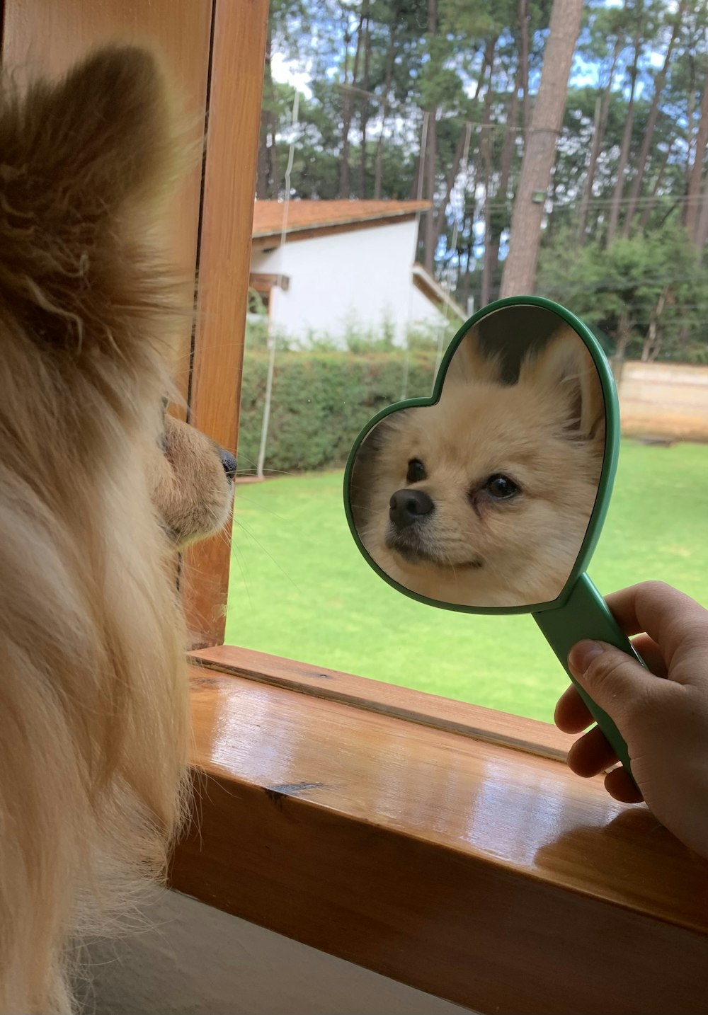 a dog looking at its own reflection in a mirror