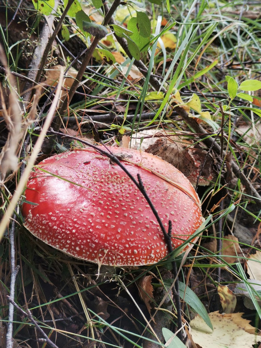un fungo rosso seduto a terra nell'erba