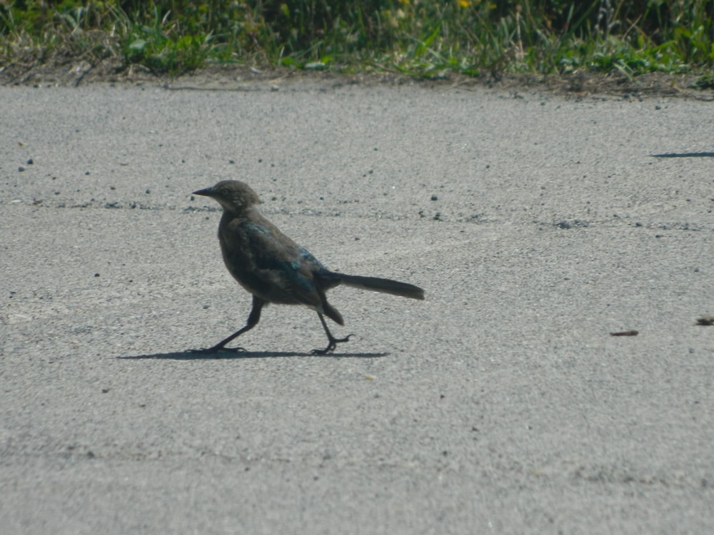a small bird walking across a cement road