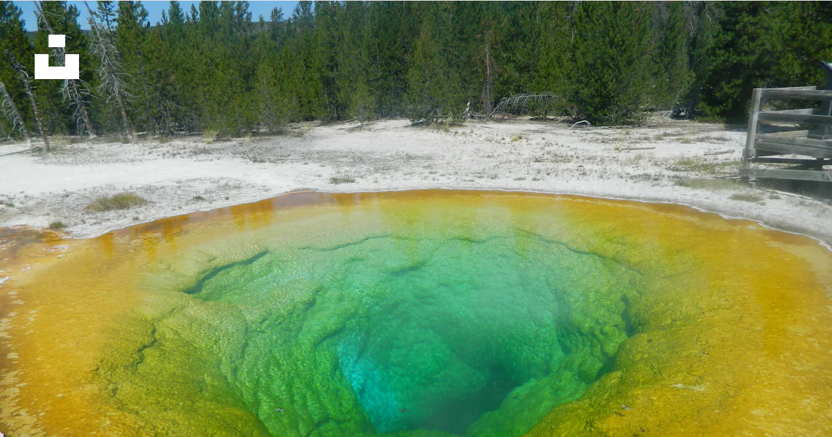 A green and yellow pool of water surrounded by trees photo – Free ...