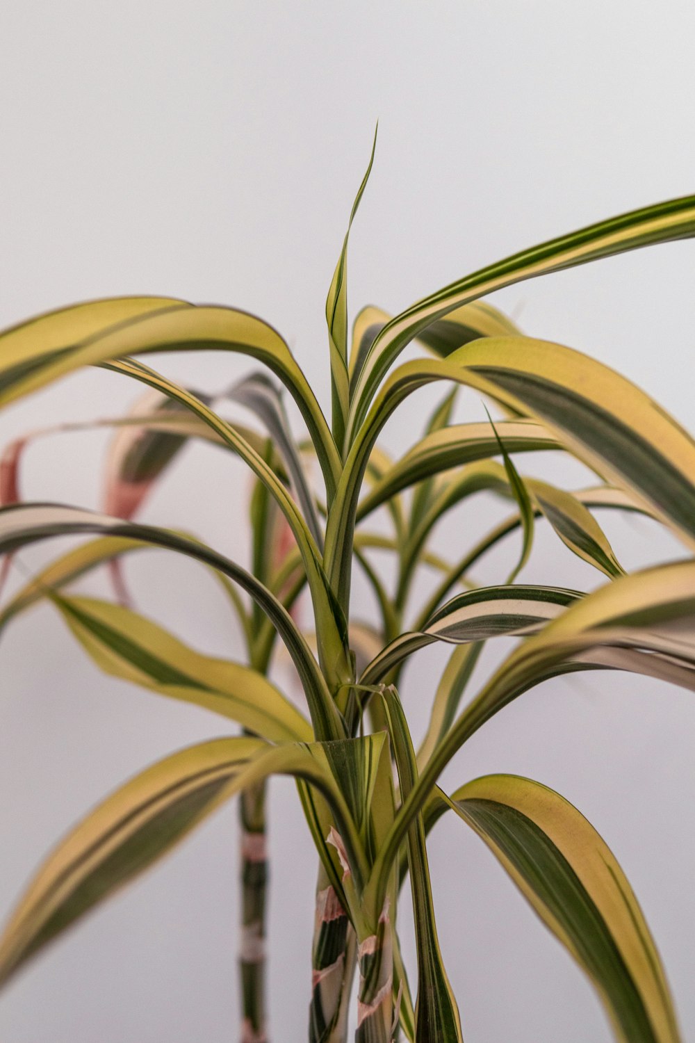 um close up de uma planta com folhas verdes longas