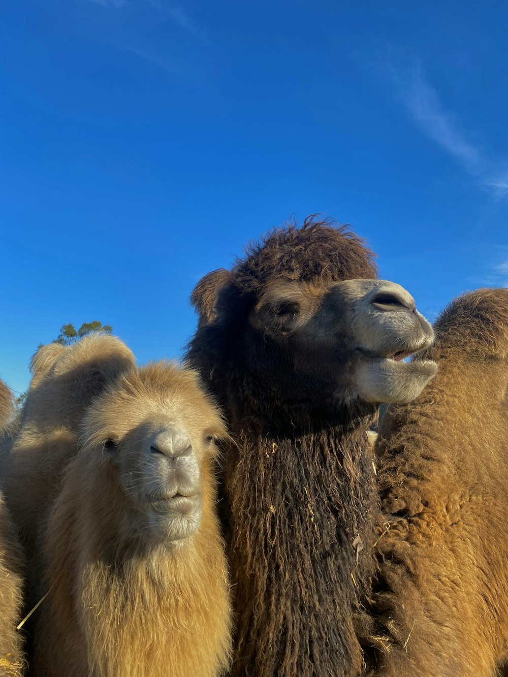 Un gruppo di cammelli in piedi uno accanto all'altro