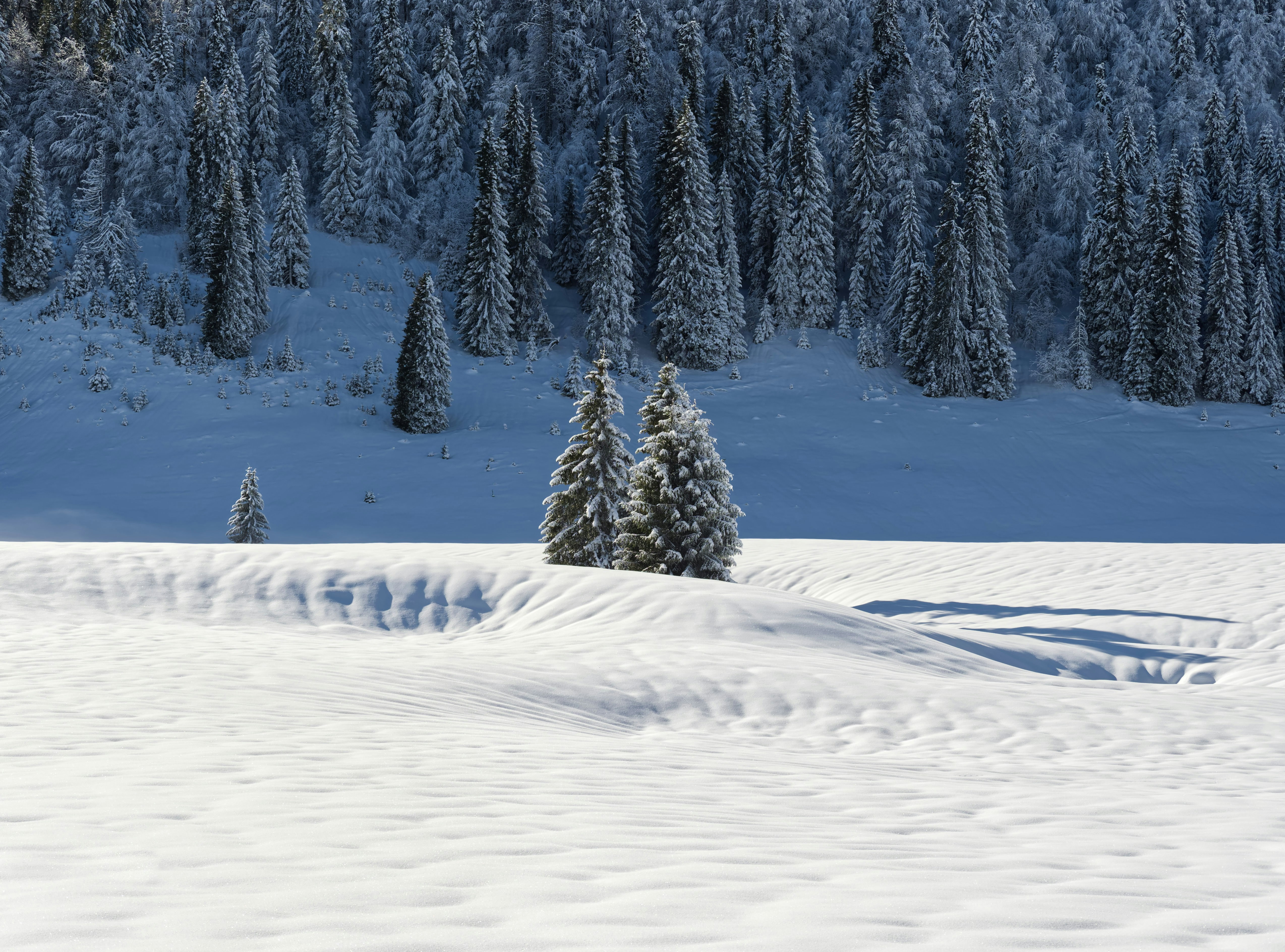 Photo by illes_cristi