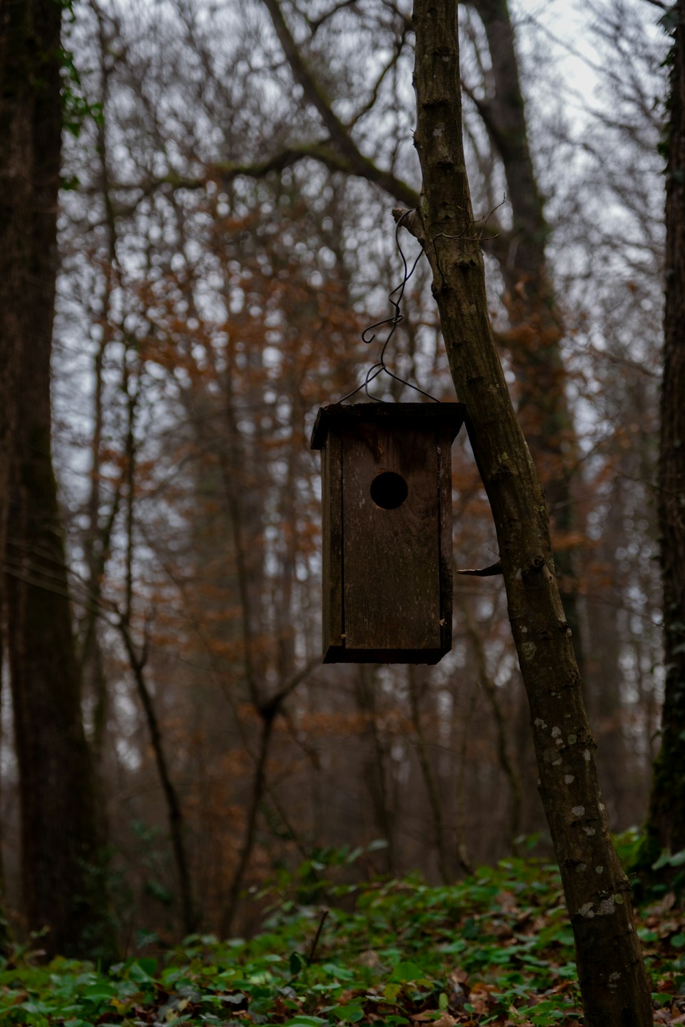 a birdhouse hanging from a tree in the woods