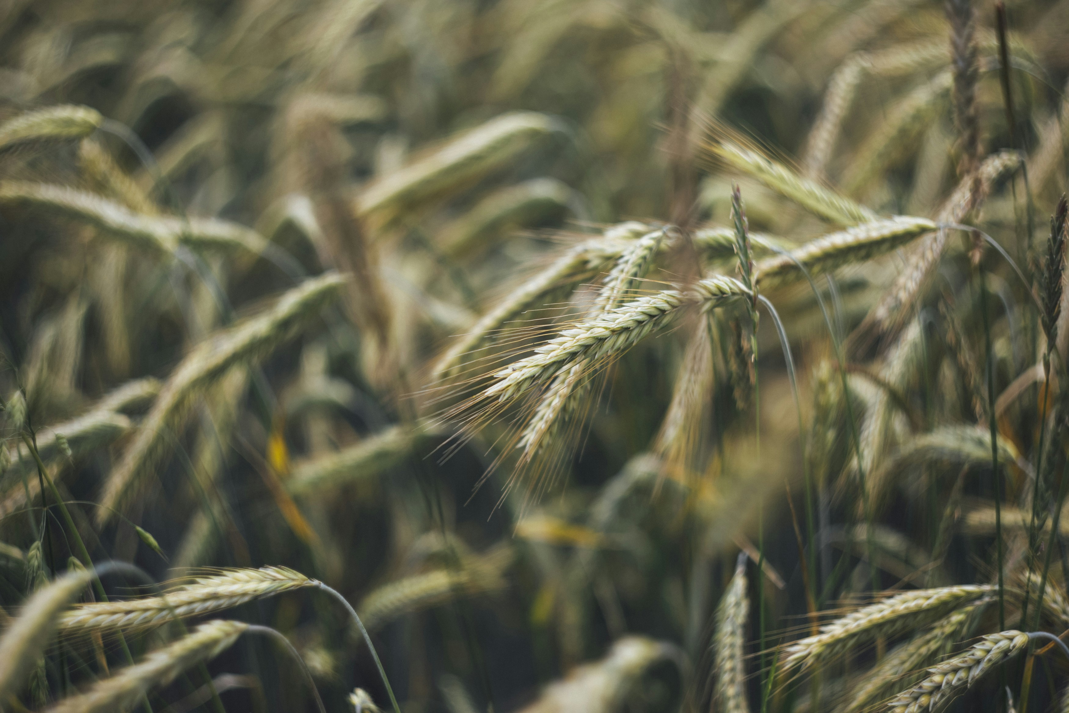 Photo by markusspiske