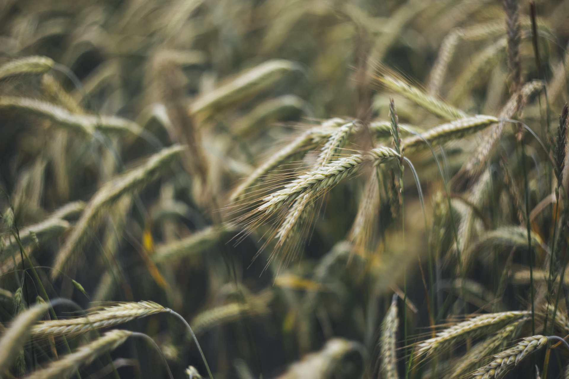 a close up of a field of wheat