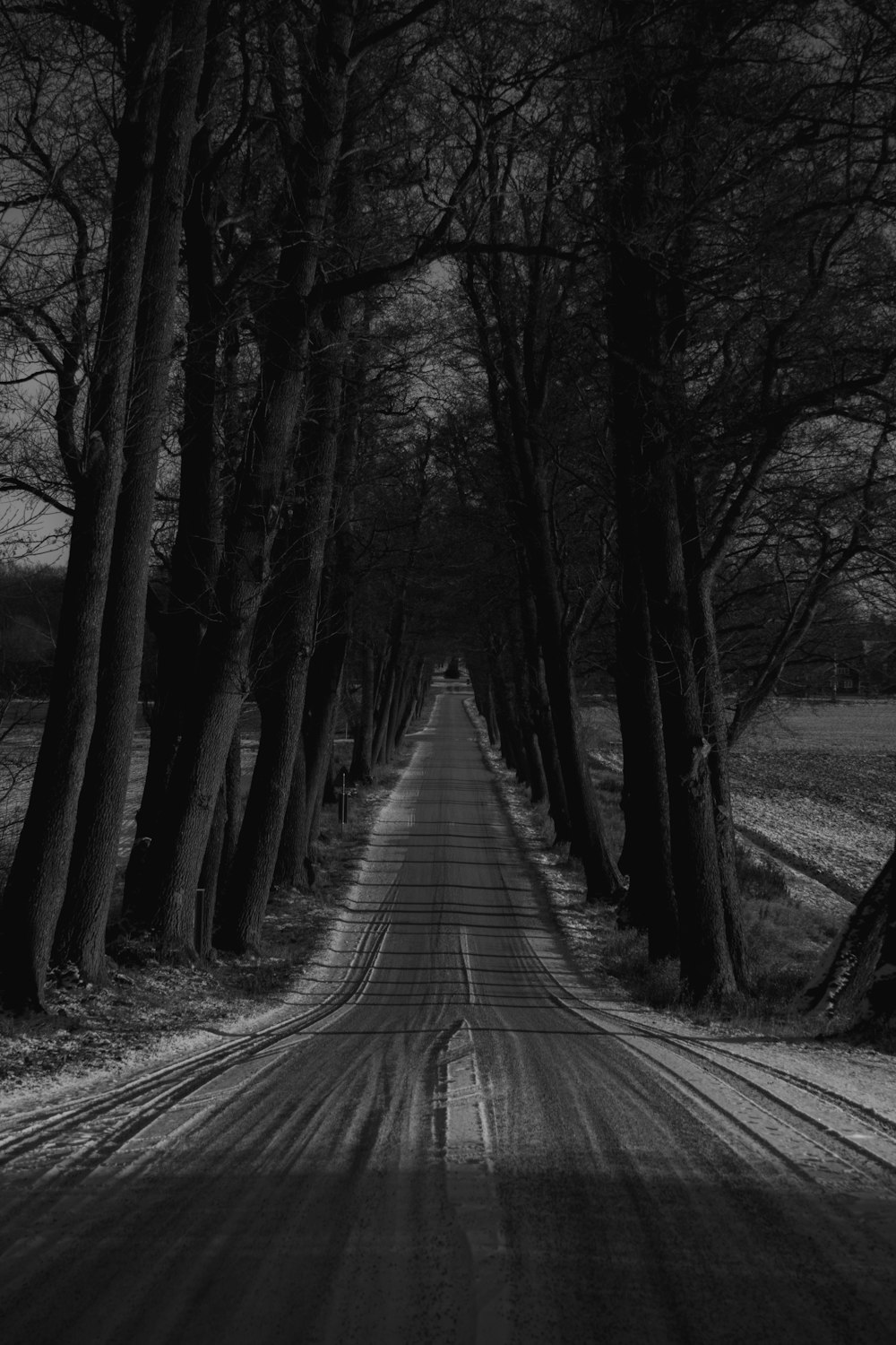 a black and white photo of a tree lined road