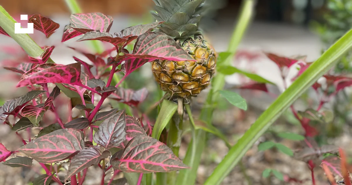 Foto Una planta de piña con hojas rojas y hojas verdes – Imagen Fiyi ...