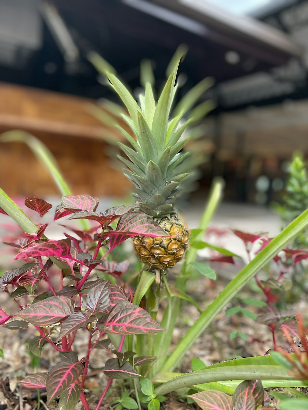 a pineapple plant with red leaves and green leaves