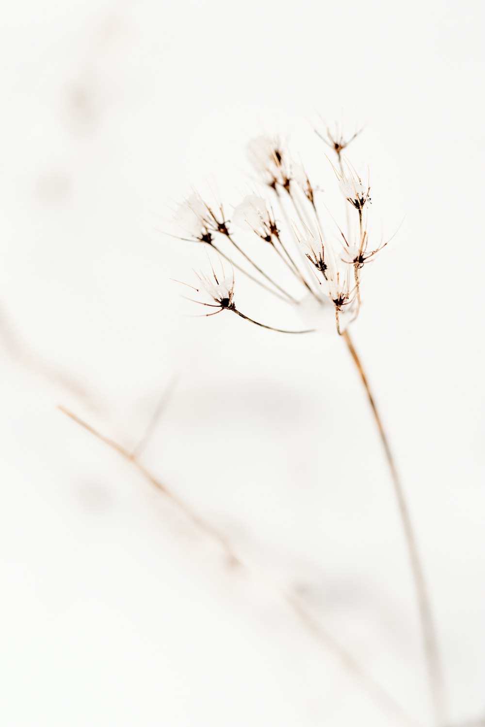 a close up of a flower on a white background