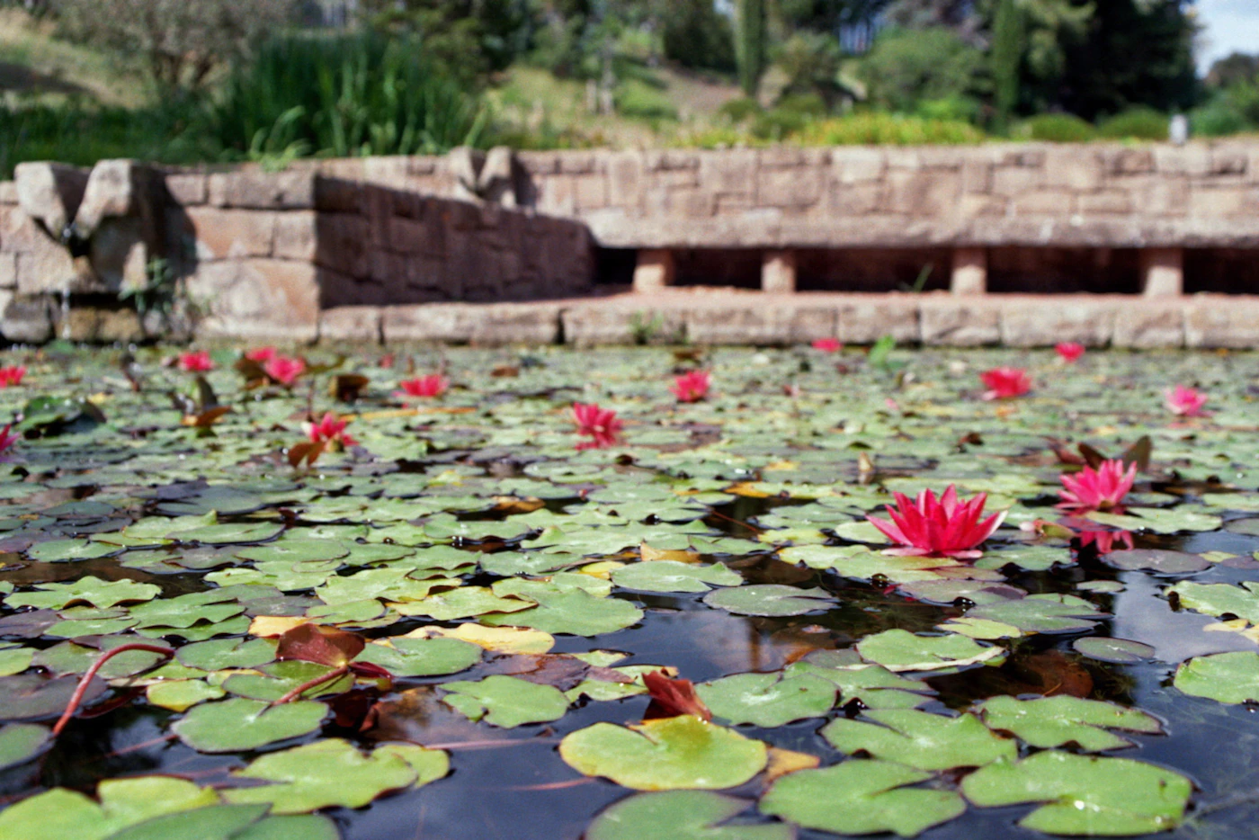 Naturteich mit Seerosen, Wasserpflanzen und flachem Steinrand
