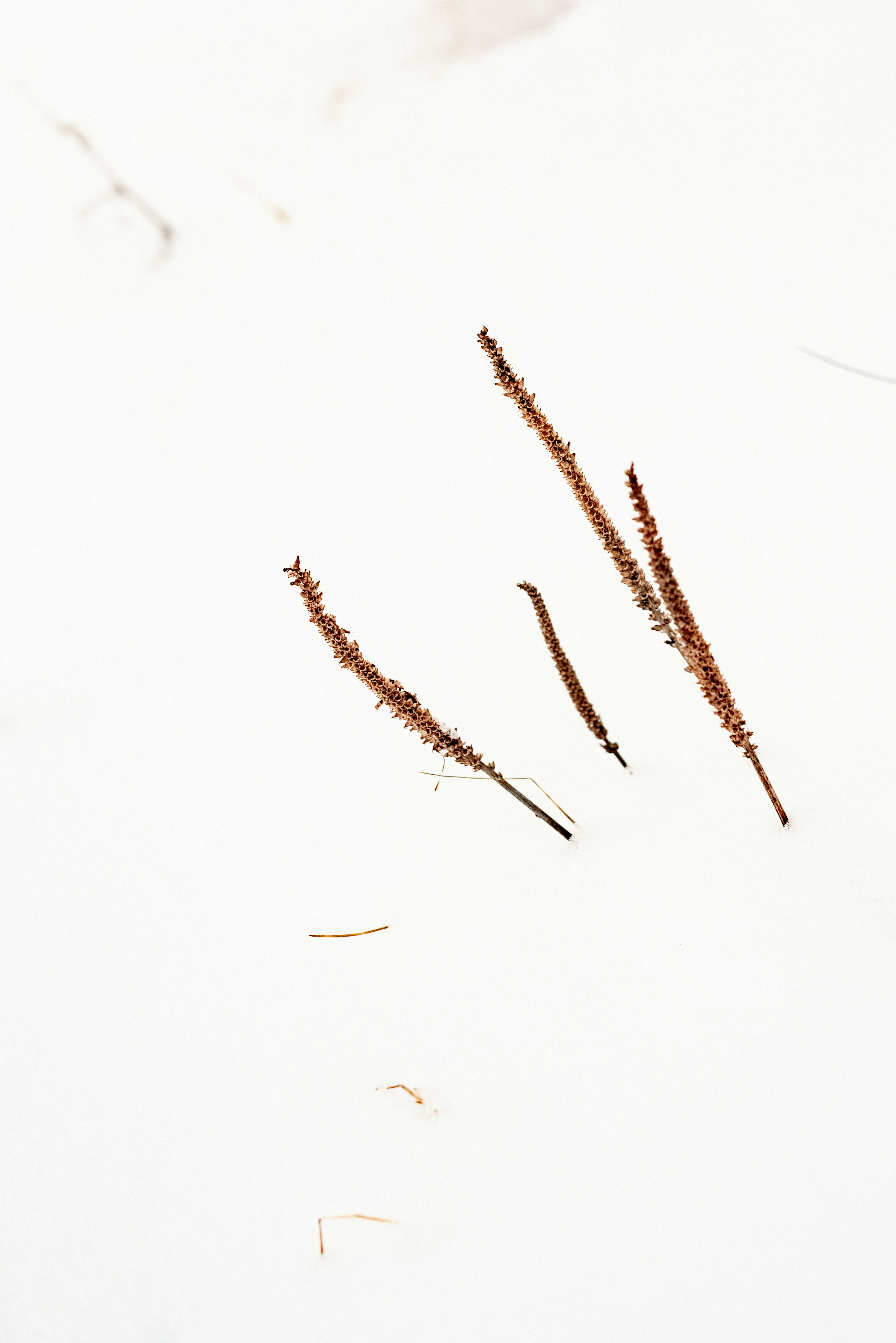 floral wallpaper delicate, wallpaper, Wedding Bouquet Preservation: Keep Memories Alive 4