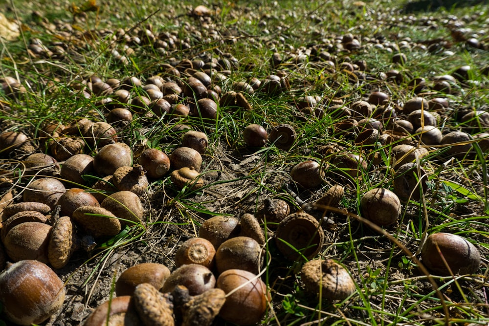 a bunch of nuts that are laying on the ground