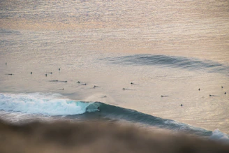 A group of surfers catching early morning waves near Taghazout beach under a golden sunrise.