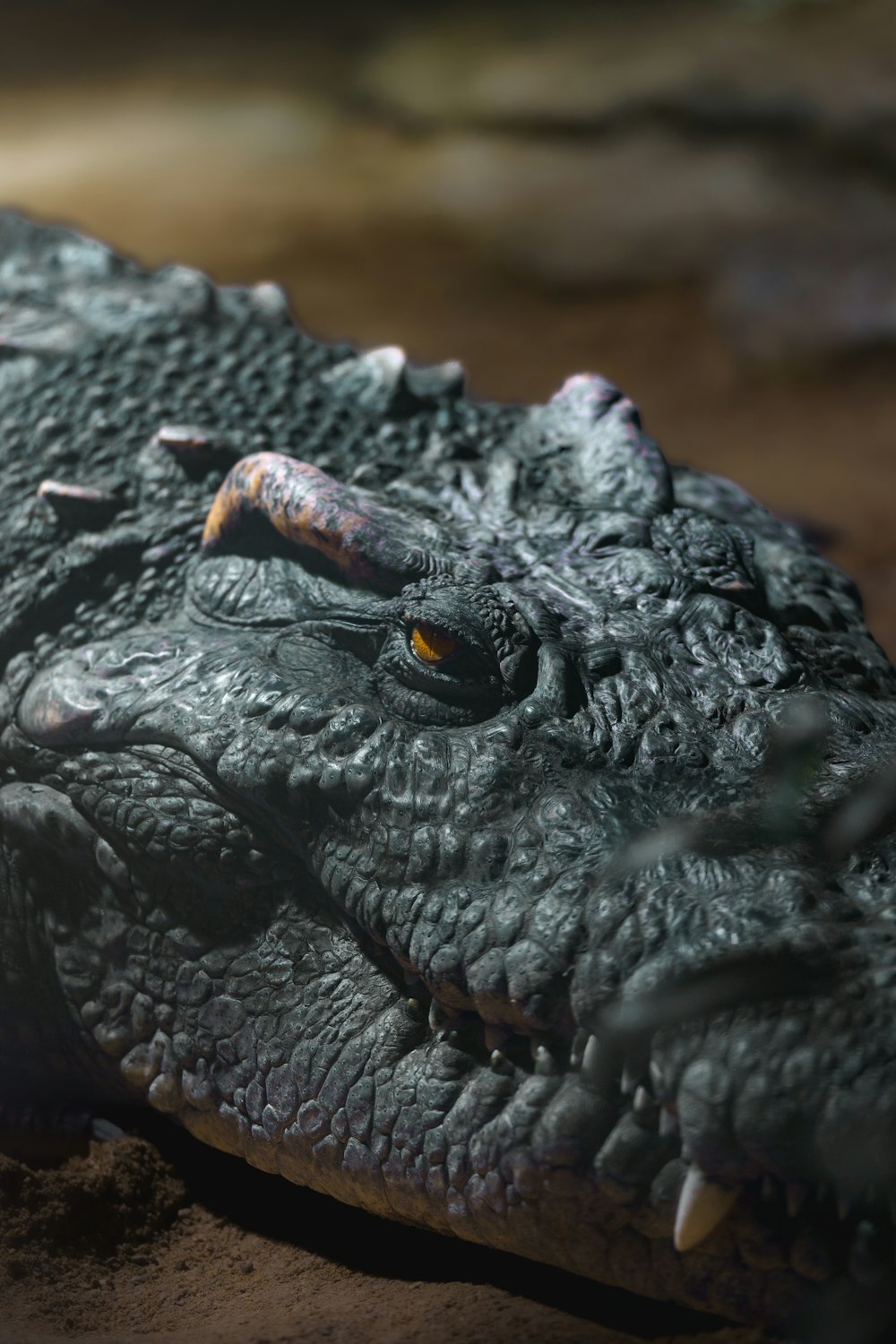 a close up of an alligator's head with a yellow eye