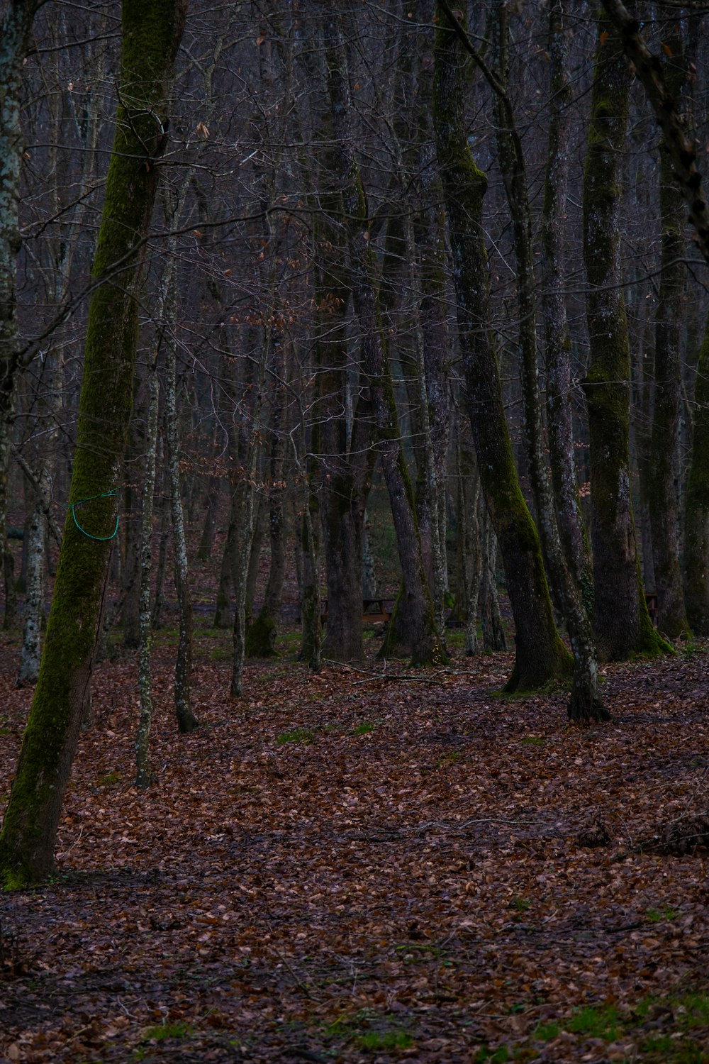 a forest filled with lots of trees covered in leaves