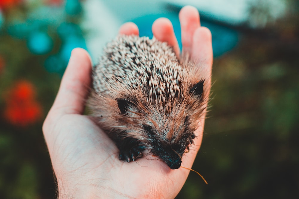 a hand holding a small hedge in it's palm