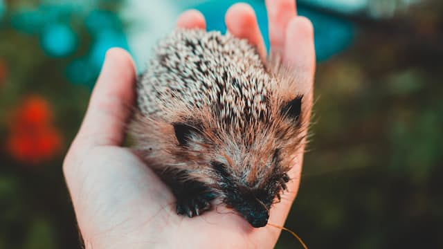 Hedgehog