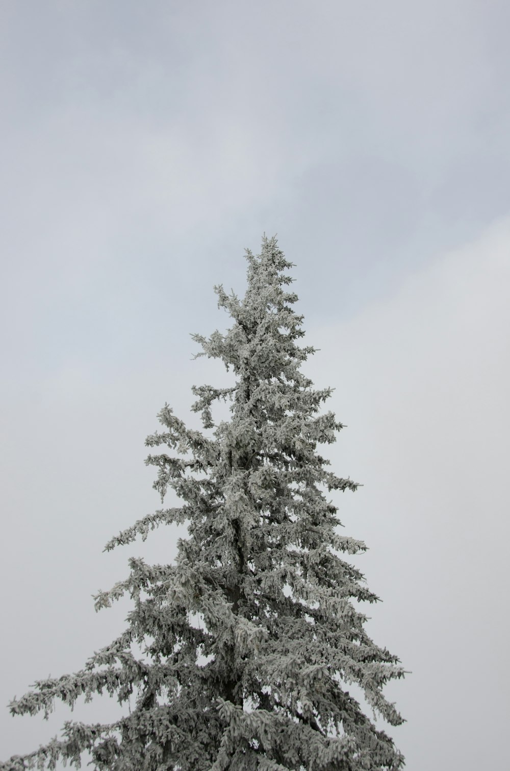 a snow covered pine tree in a snowy field