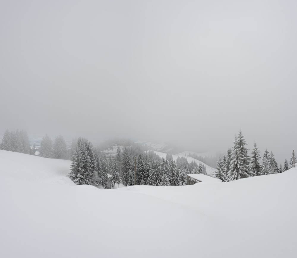 a snow covered mountain with trees in the foreground