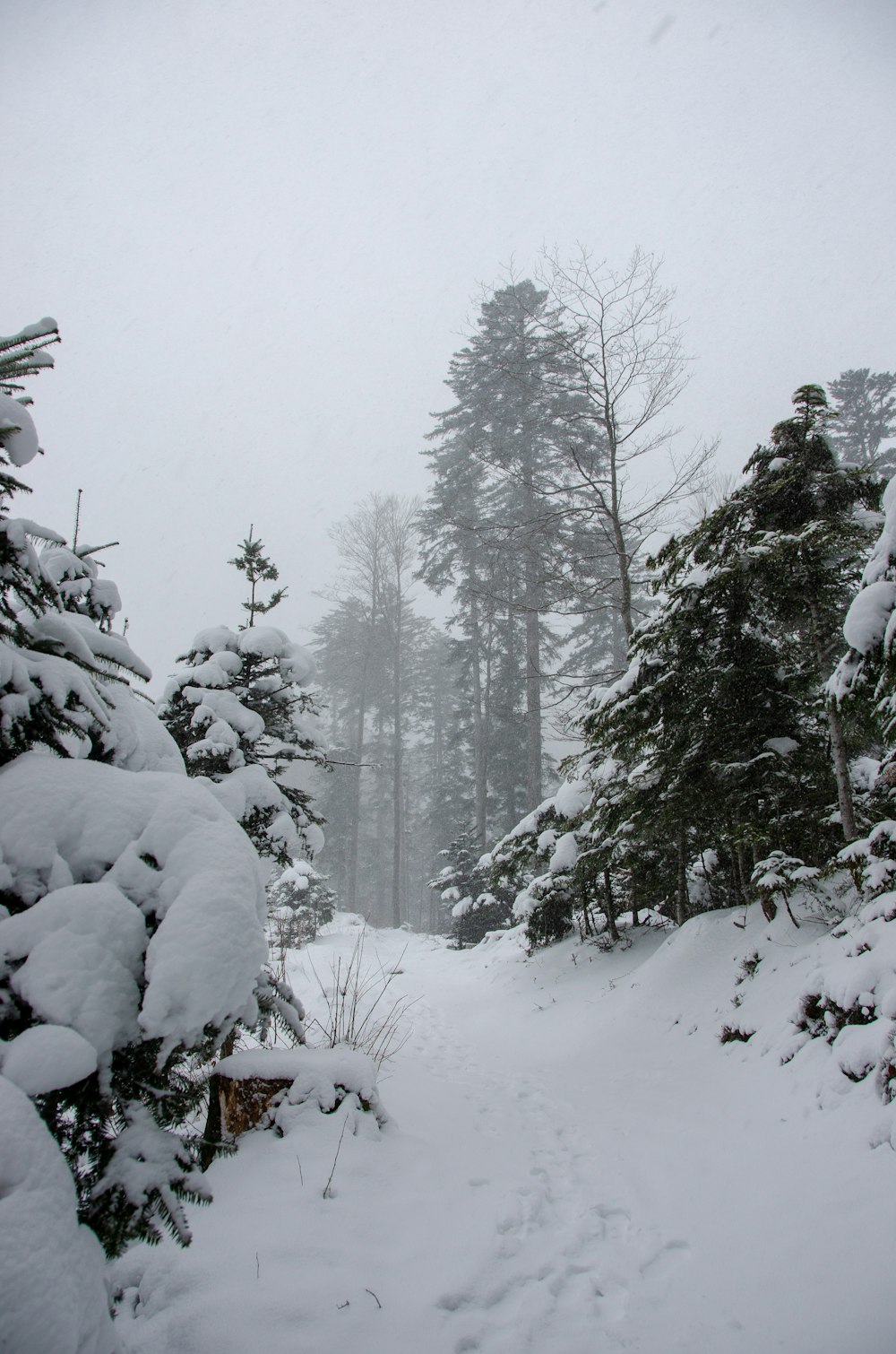 a snow covered path through a forest with lots of trees