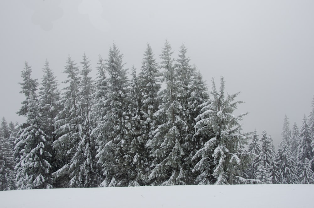 a snow covered forest with lots of trees