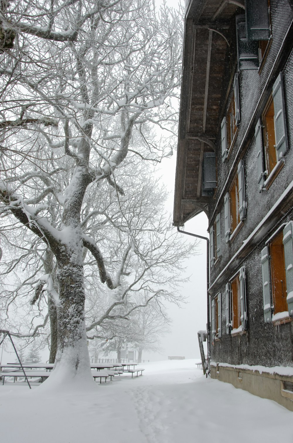 a snow covered tree in front of a building