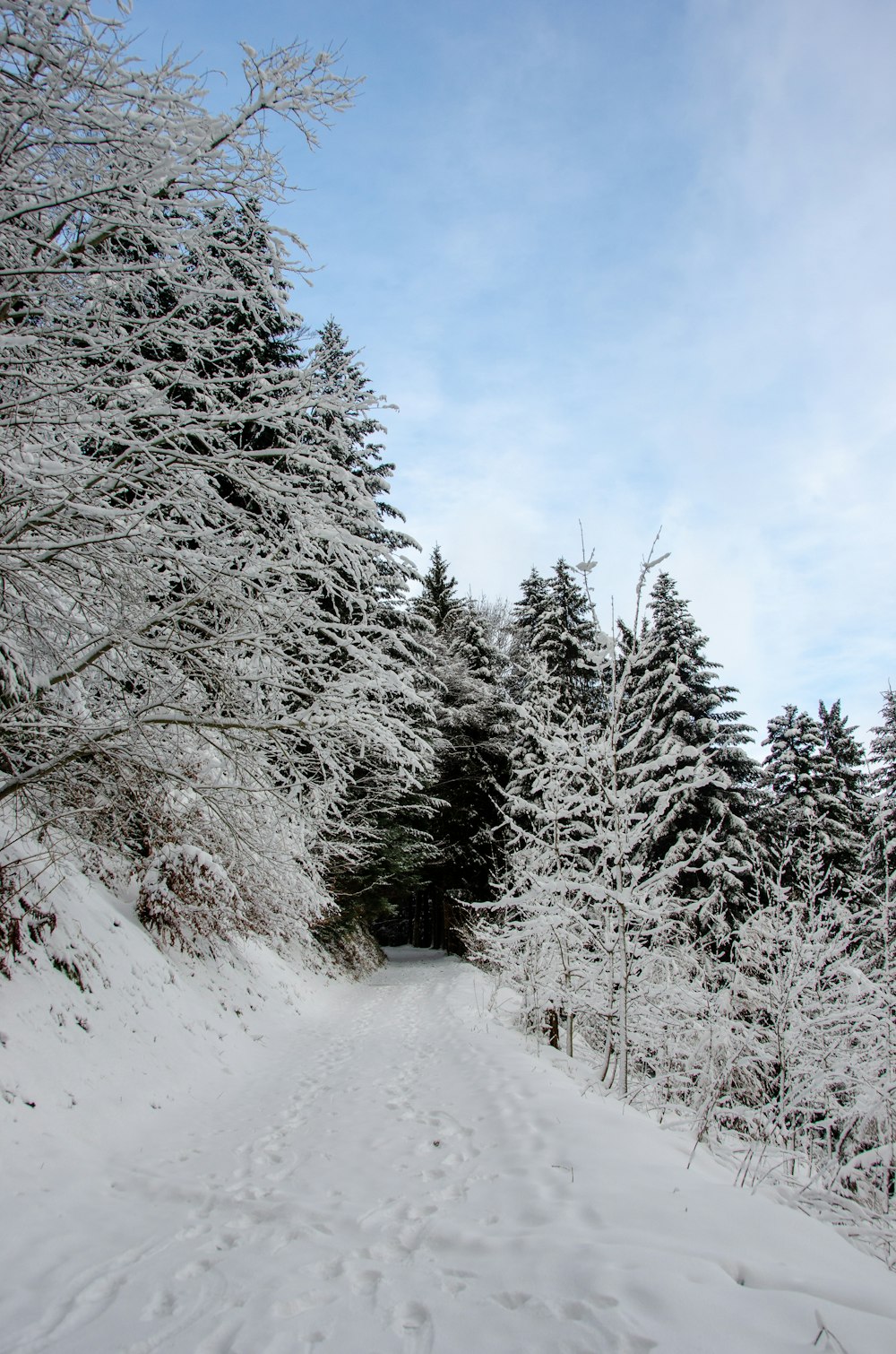 a path through a snowy forest with lots of trees