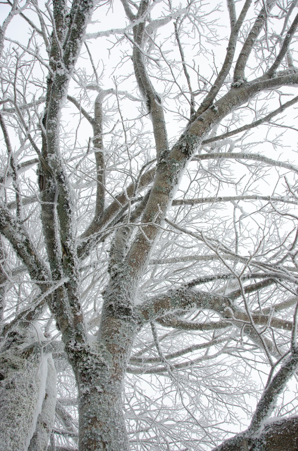 a tree covered in snow with no leaves