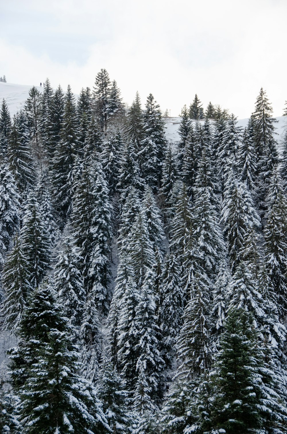 a group of pine trees covered in snow