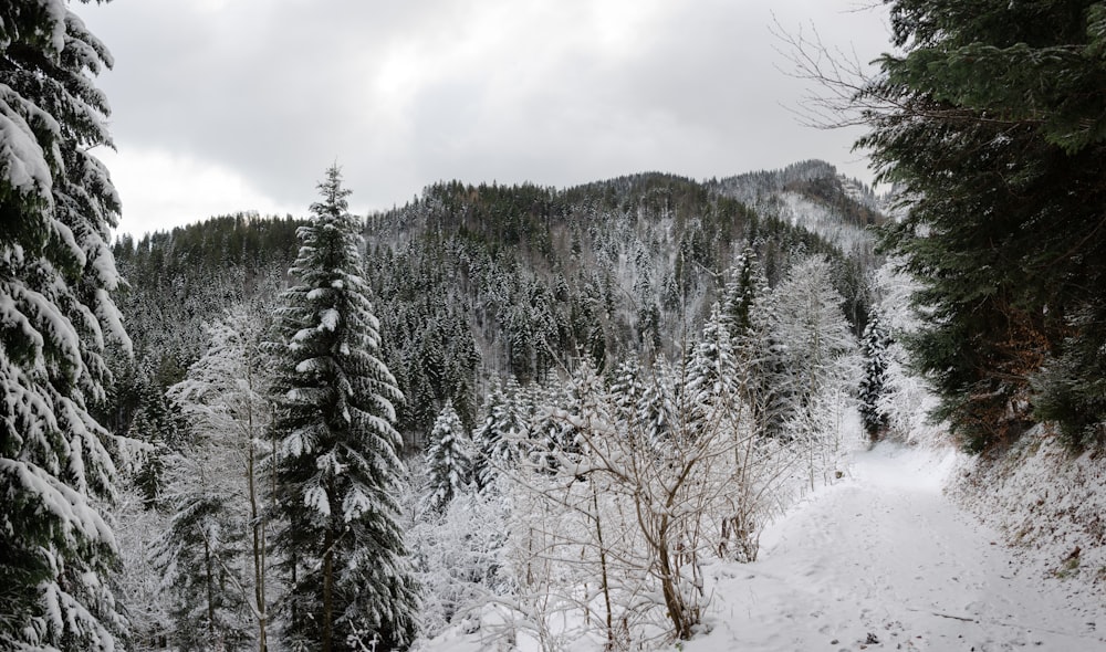 a snow covered forest with a mountain in the background