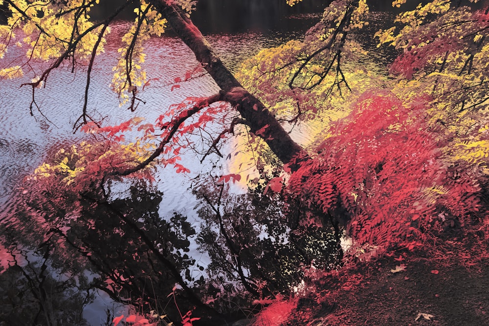 a pond surrounded by trees with red and yellow leaves