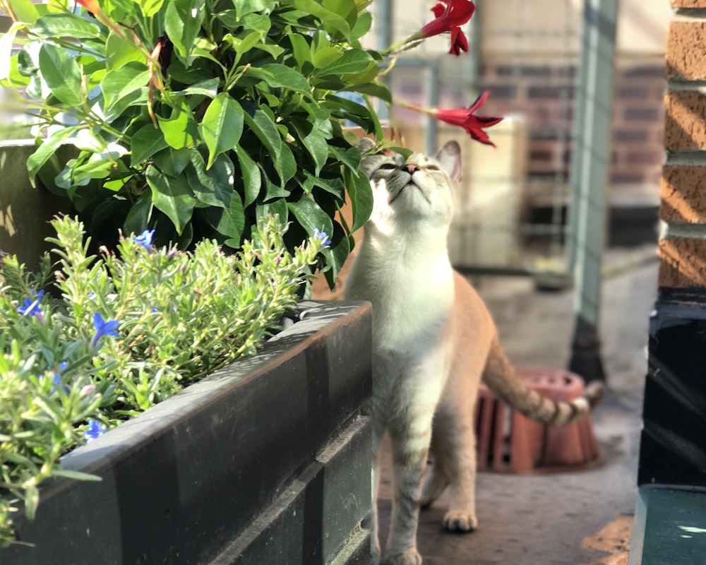 Un gatto in piedi accanto a un vaso di fiori