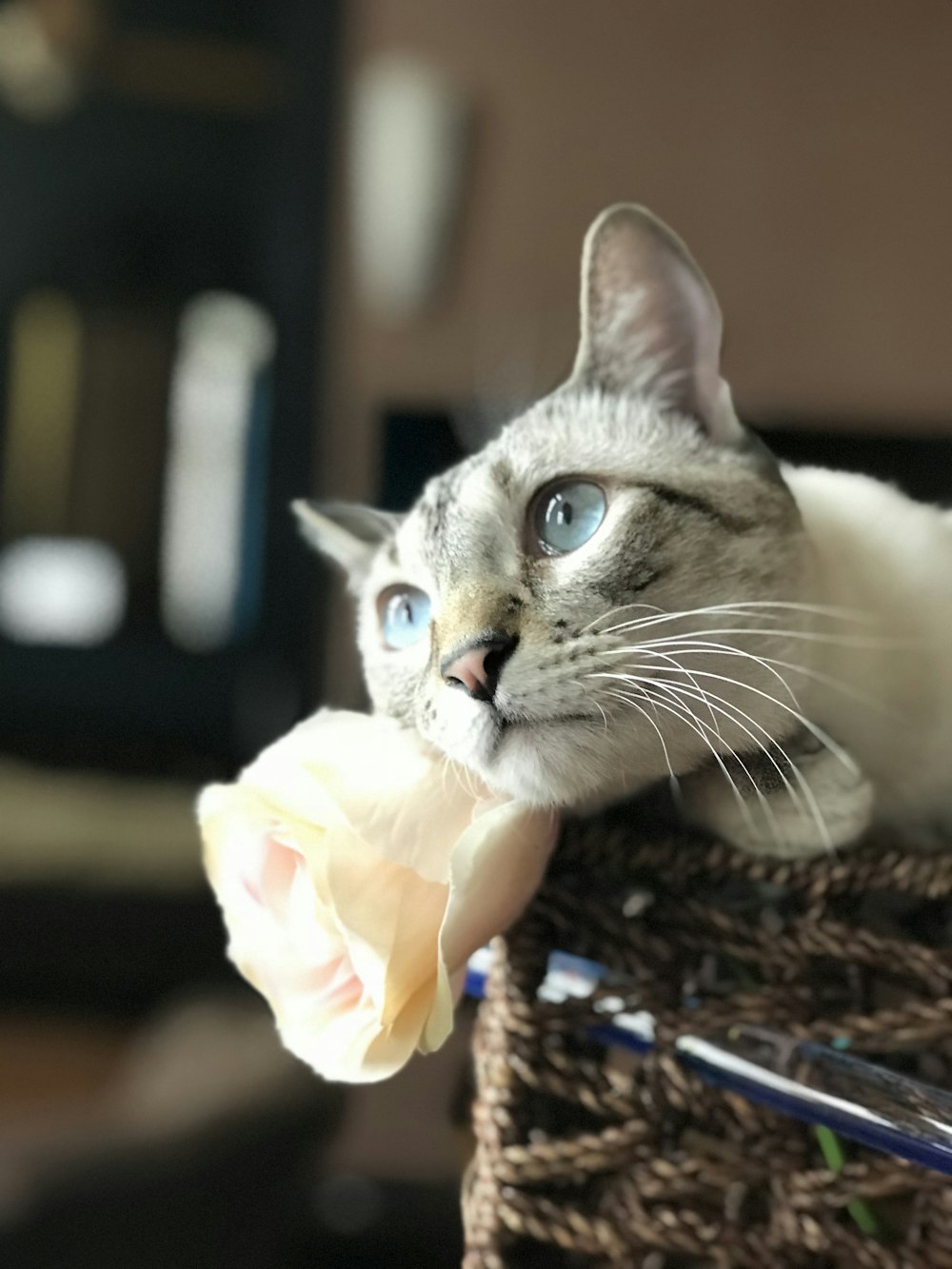 a gray and white cat laying on top of a basket