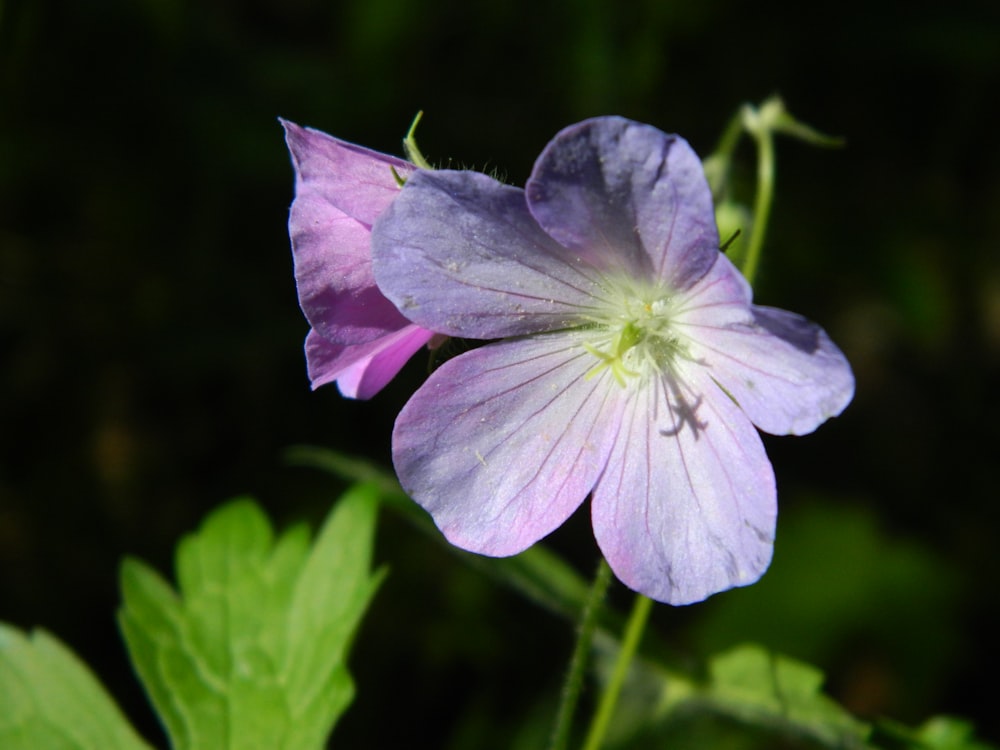 a close up of a purple flower with green leaves