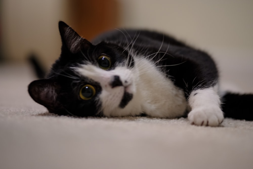 a black and white cat laying on the floor