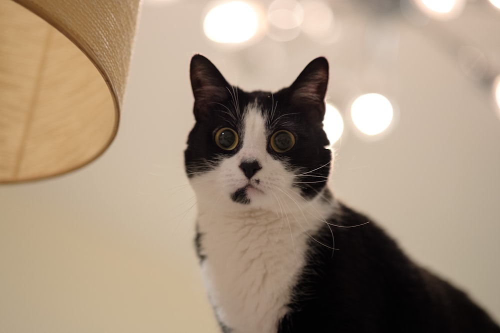 a black and white cat sitting next to a lamp