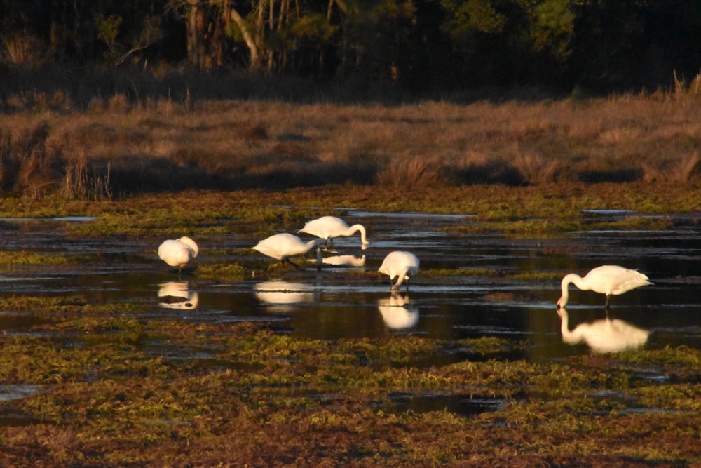a group of white birds standing on top of a body of water