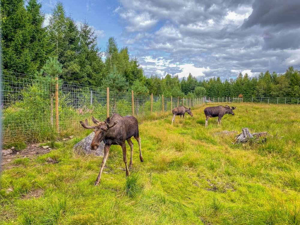 a couple of animals that are standing in the grass