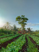 a lush green field filled with lots of plants