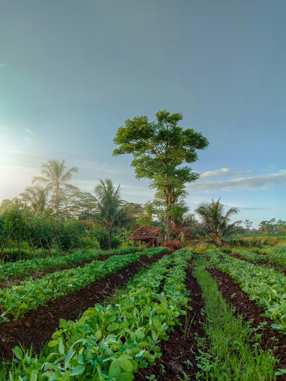 a lush green field filled with lots of plants