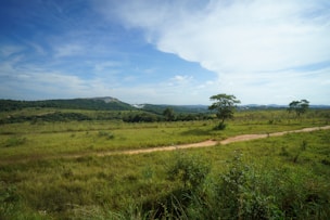 a dirt road running through a lush green field