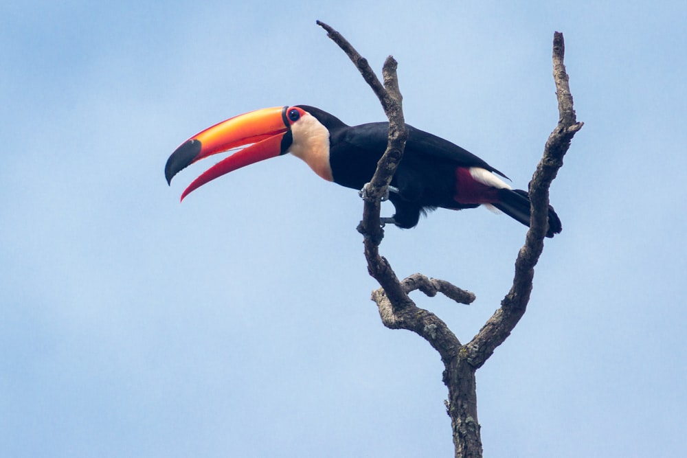 a toucan sitting on top of a tree branch