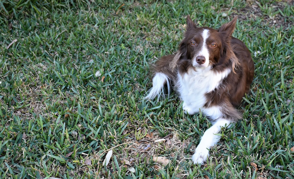 a brown and white dog laying on top of a lush green field