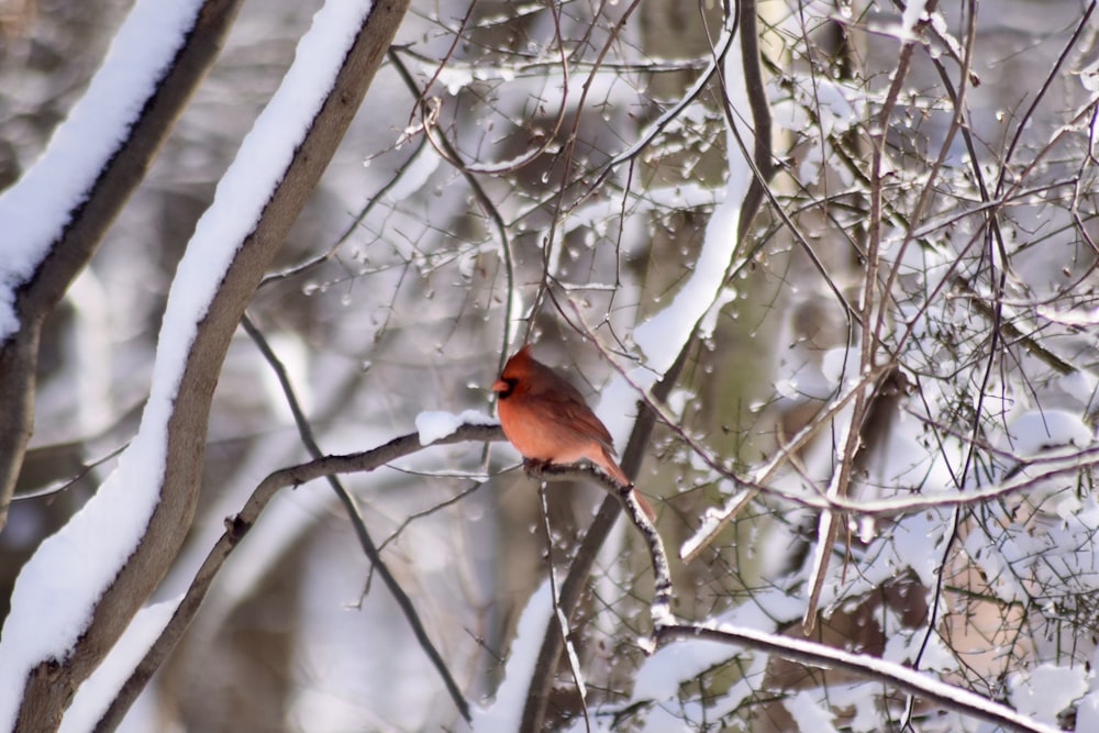 a red bird perched on a tree branch in the snow