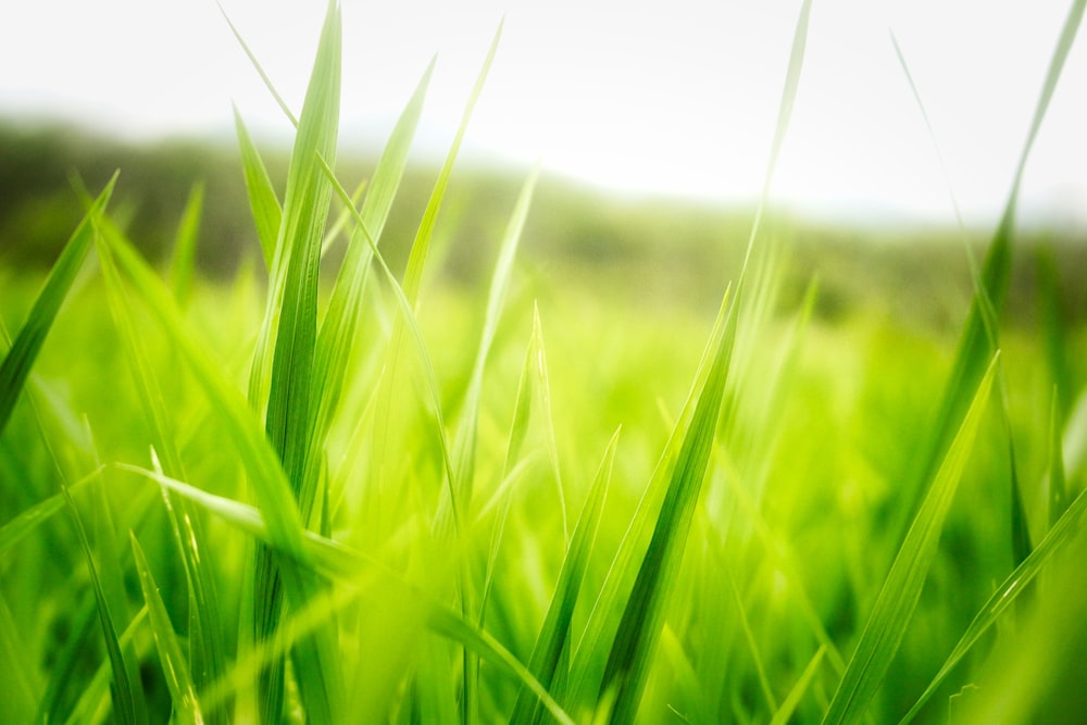 a close up of some green grass with a blurry background